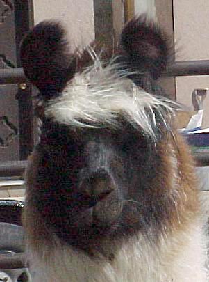missbhead.jpg (25404 bytes)